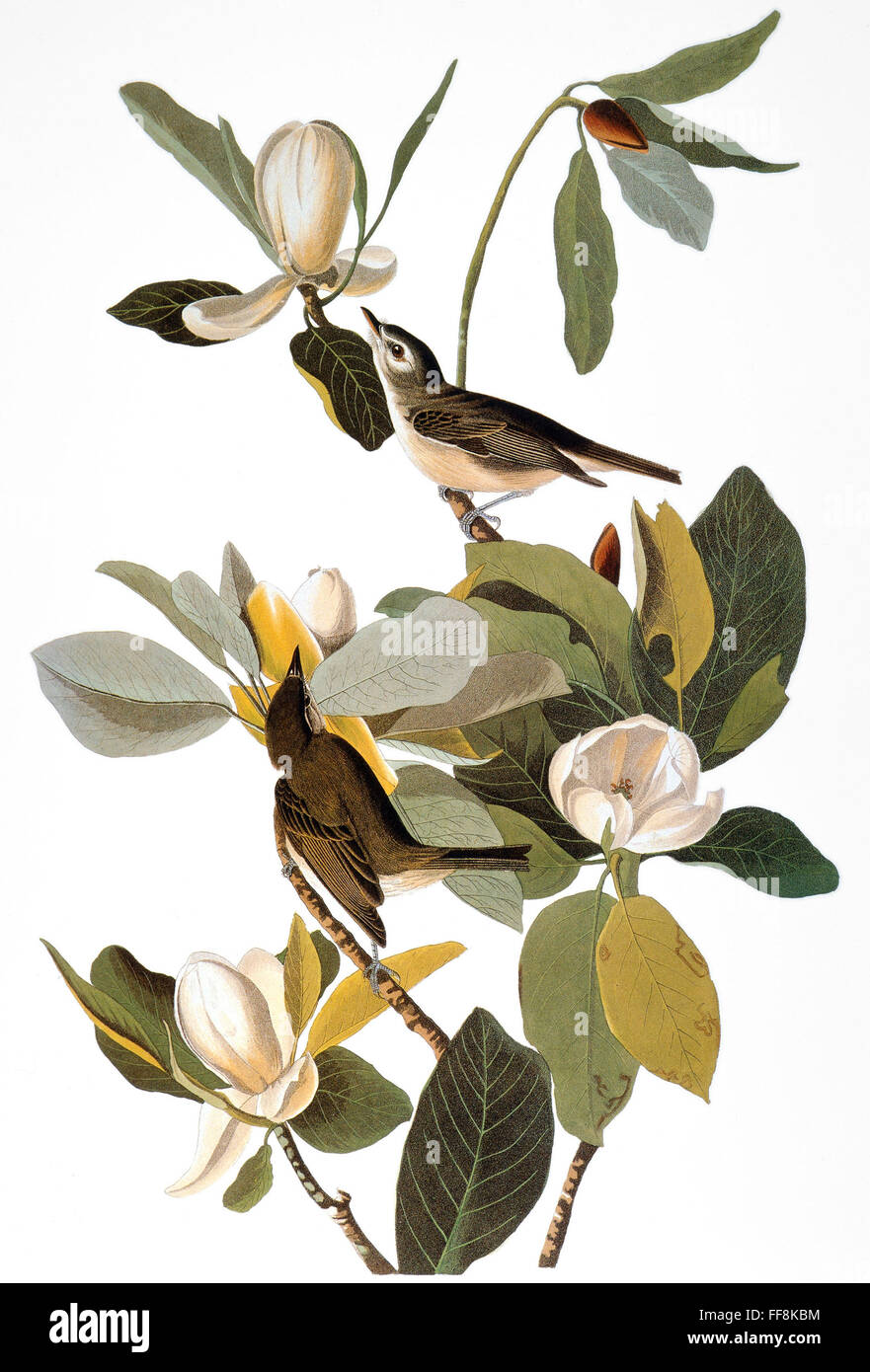 AUDUBON: VIREO. /nWarbling Vireo (Vireo gilvus), from John James Audubon's 'Birds of America,' 1827-1838. Stock Photo