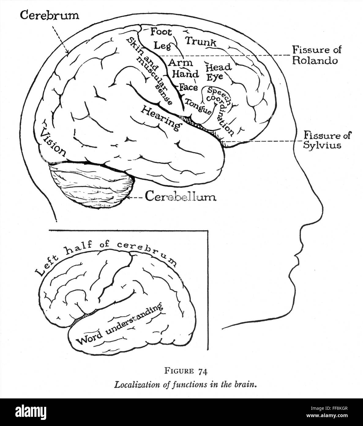 THE HUMAN BRAIN. /nLateral view of the brain Stock Photo Alamy