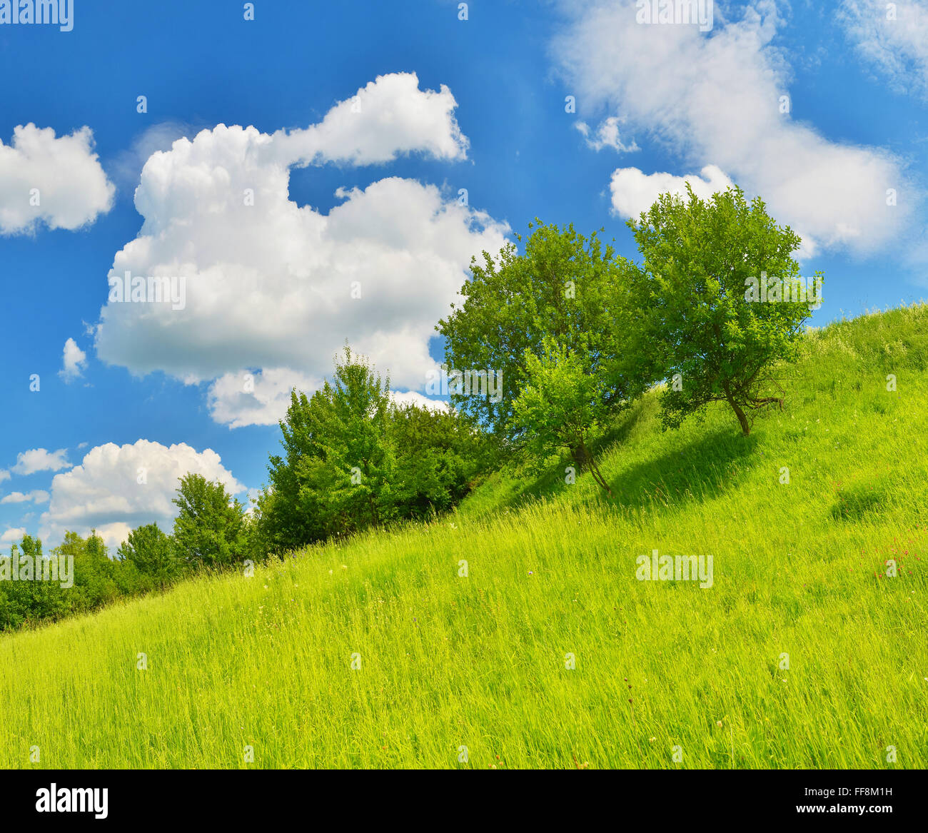 Summer countryside in sunny weather. Stock Photo