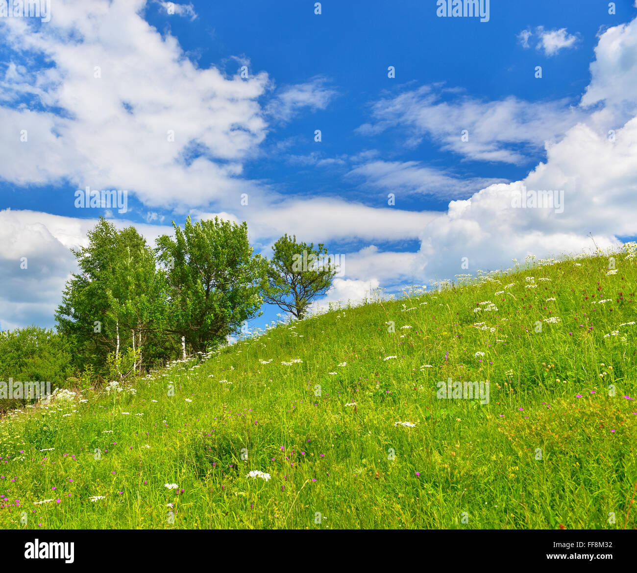 Summer countryside in sunny weather. Stock Photo