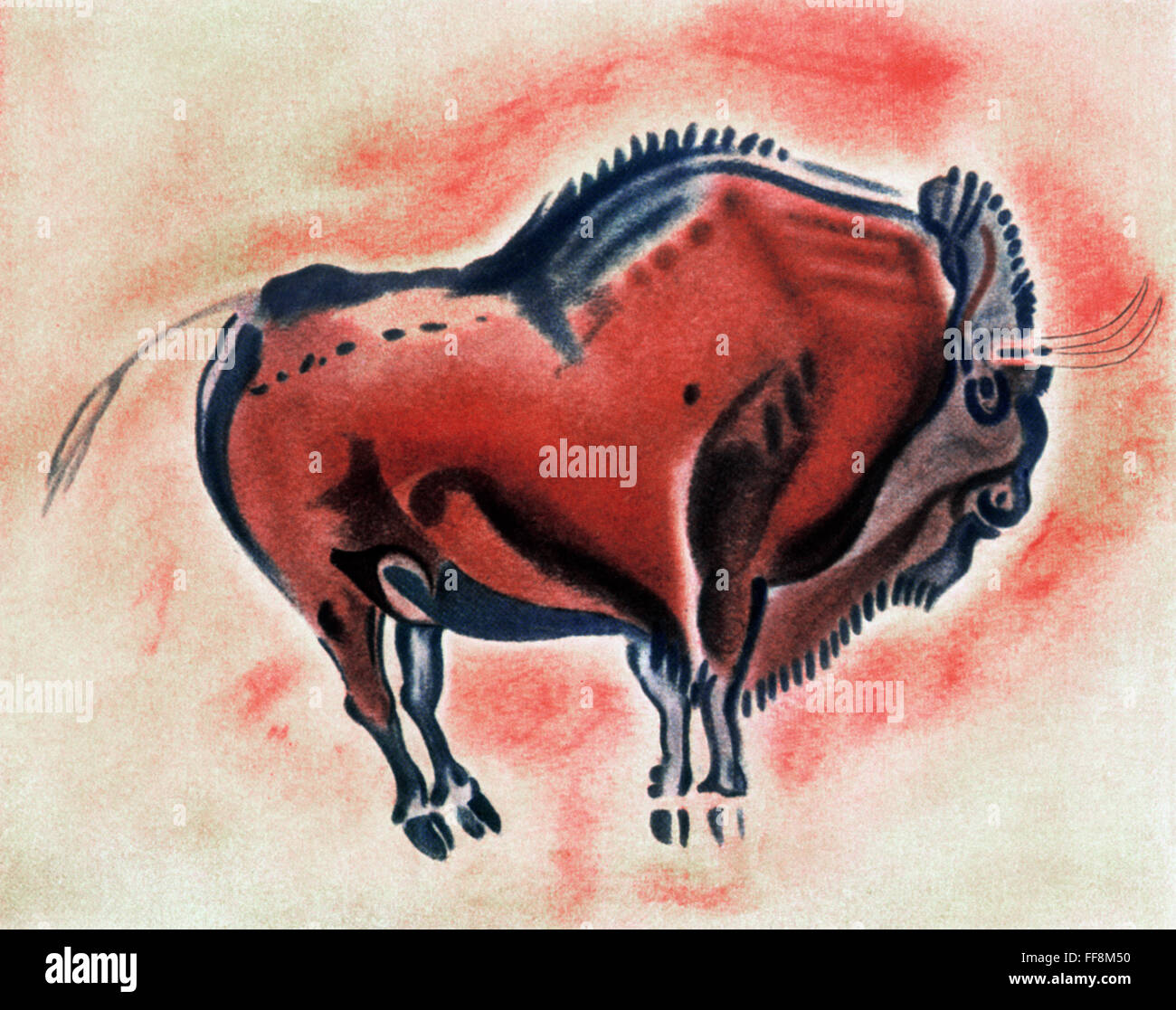 SPAIN: PREHISTORIC BISON. /nStanding bison bull. Color wall painting of the Old Stone Age discovered in the Altamira caverns of Northern Spain in 1879. Stock Photo