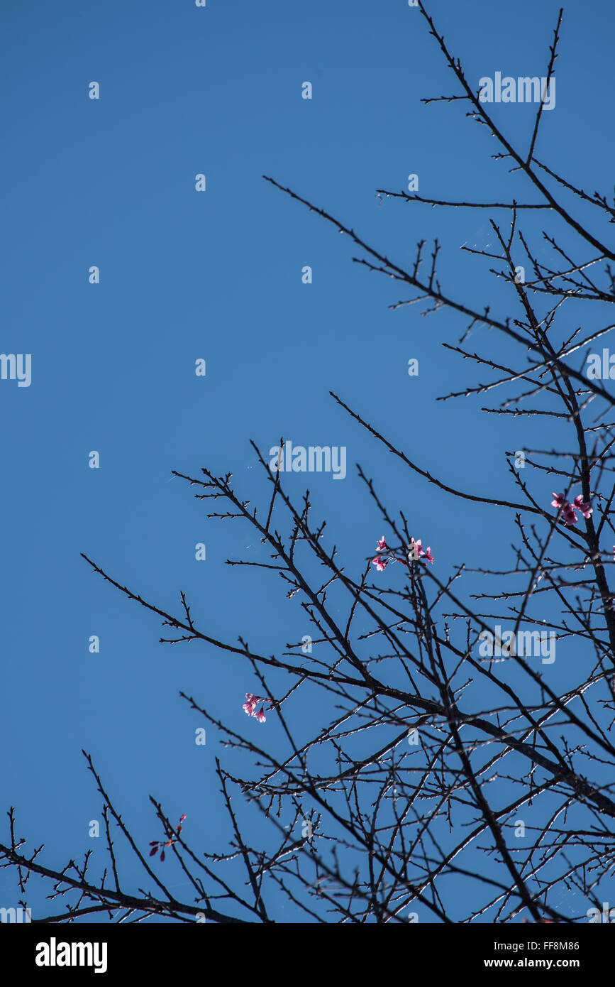 Cherry blossoms on dry tree with blue sky background Stock Photo - Alamy