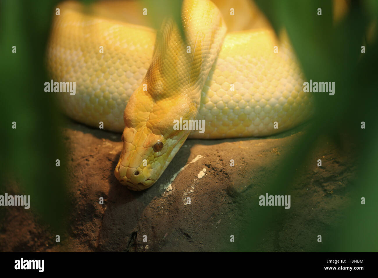 Gold Python High Resolution Stock Photography and Images - Alamy