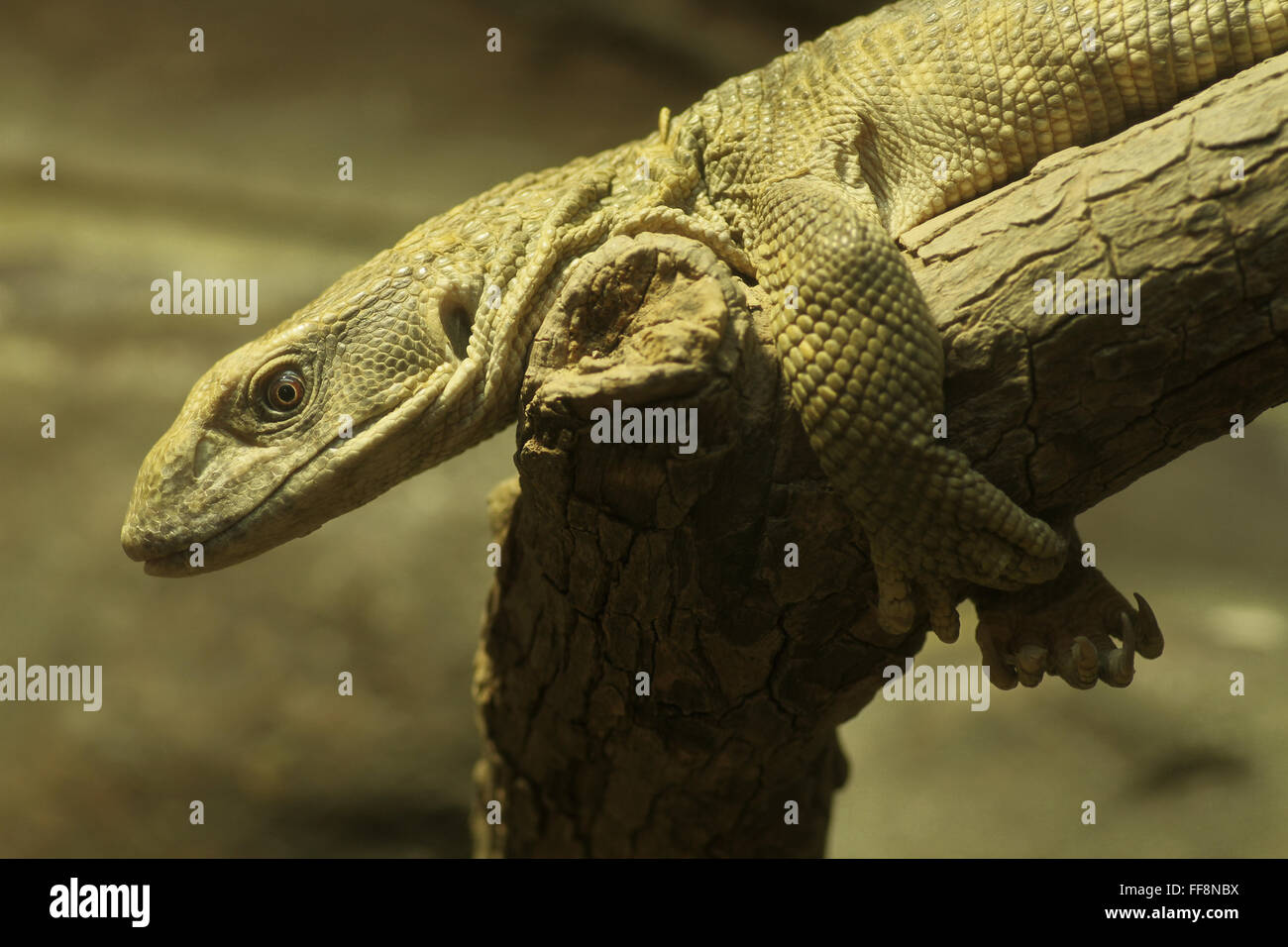 Savannah Monitor (Varanus exanthematicus) Stock Photo