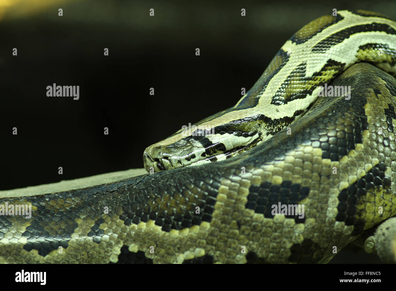 Burmese Python Close Up High Resolution Stock Photography and Images ...