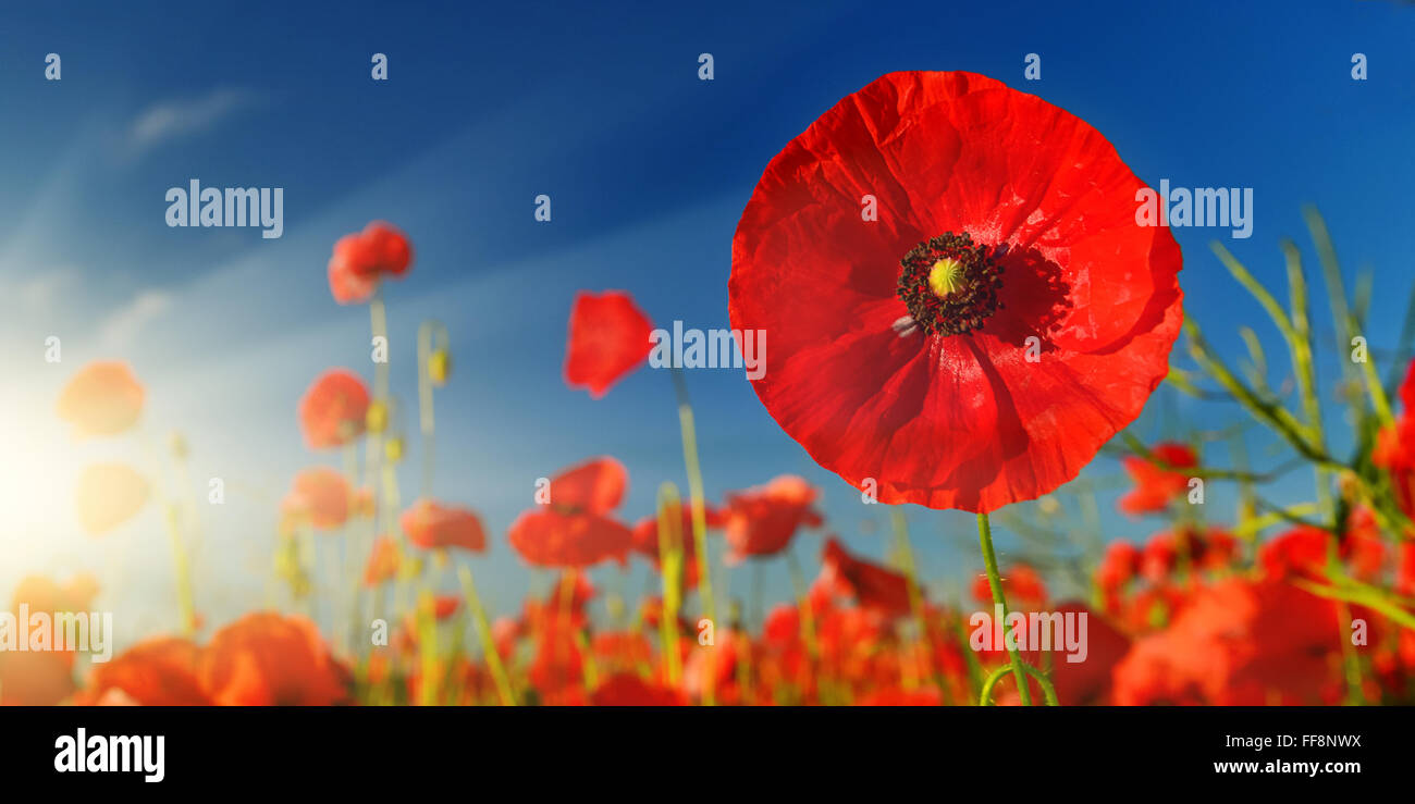 Sunrise poppies in summer countryside Stock Photo