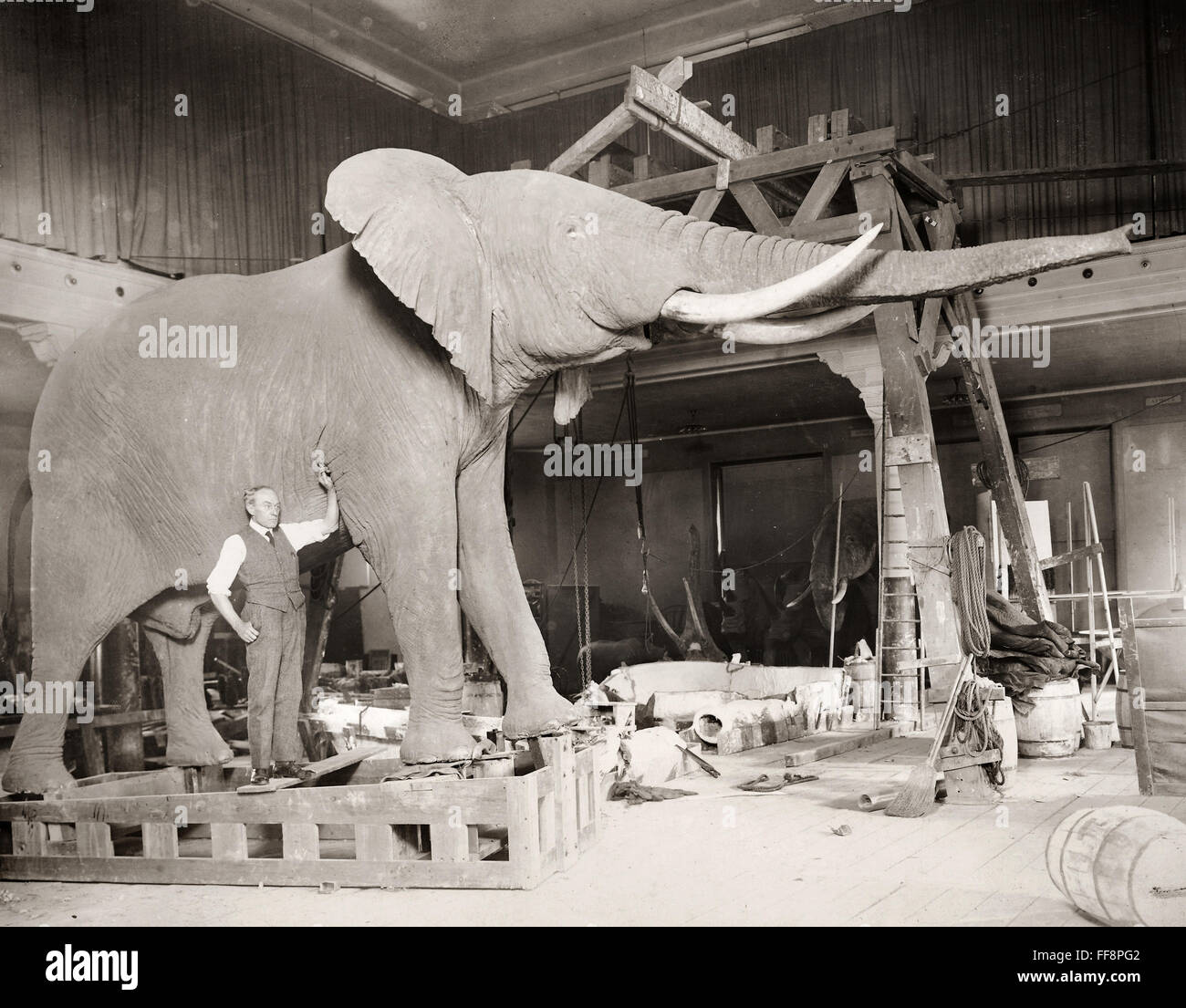 MUSEUM OF NATURAL HISTORY. /nThe taxidermist Carl Akeley with a mounted African elephant at the American Museum of Natural History, New York City, in 1921. Stock Photo