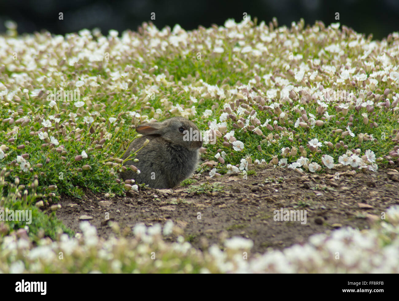 Skomer Rabbits Rabbit among wildflowers on Skomer Island in Pembrokeshire, Wales, UK ...