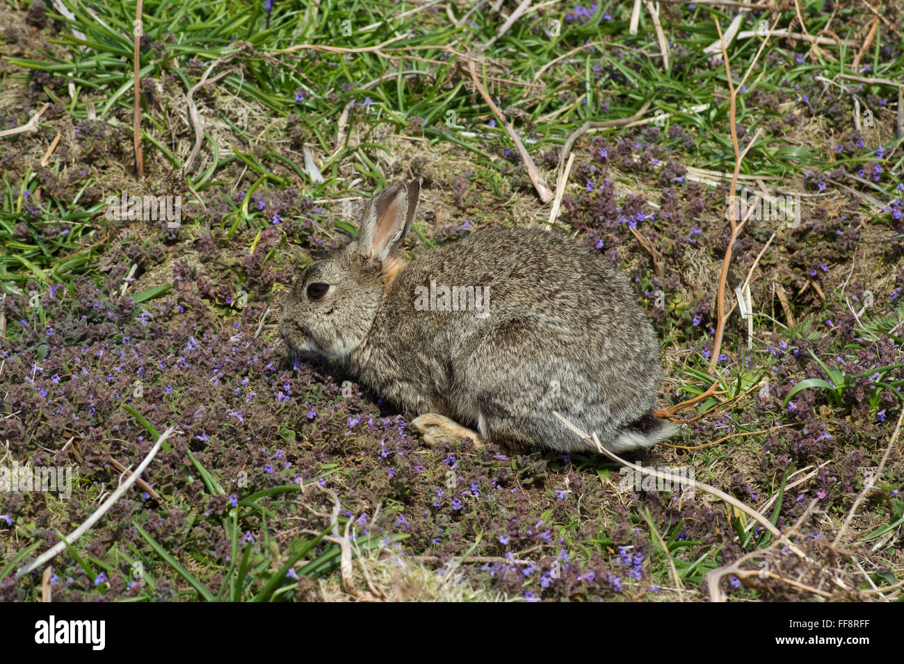 Skomer Rabbits Rabbit among wildflowers on Skomer Island in Pembrokeshire, Wales, UK ...