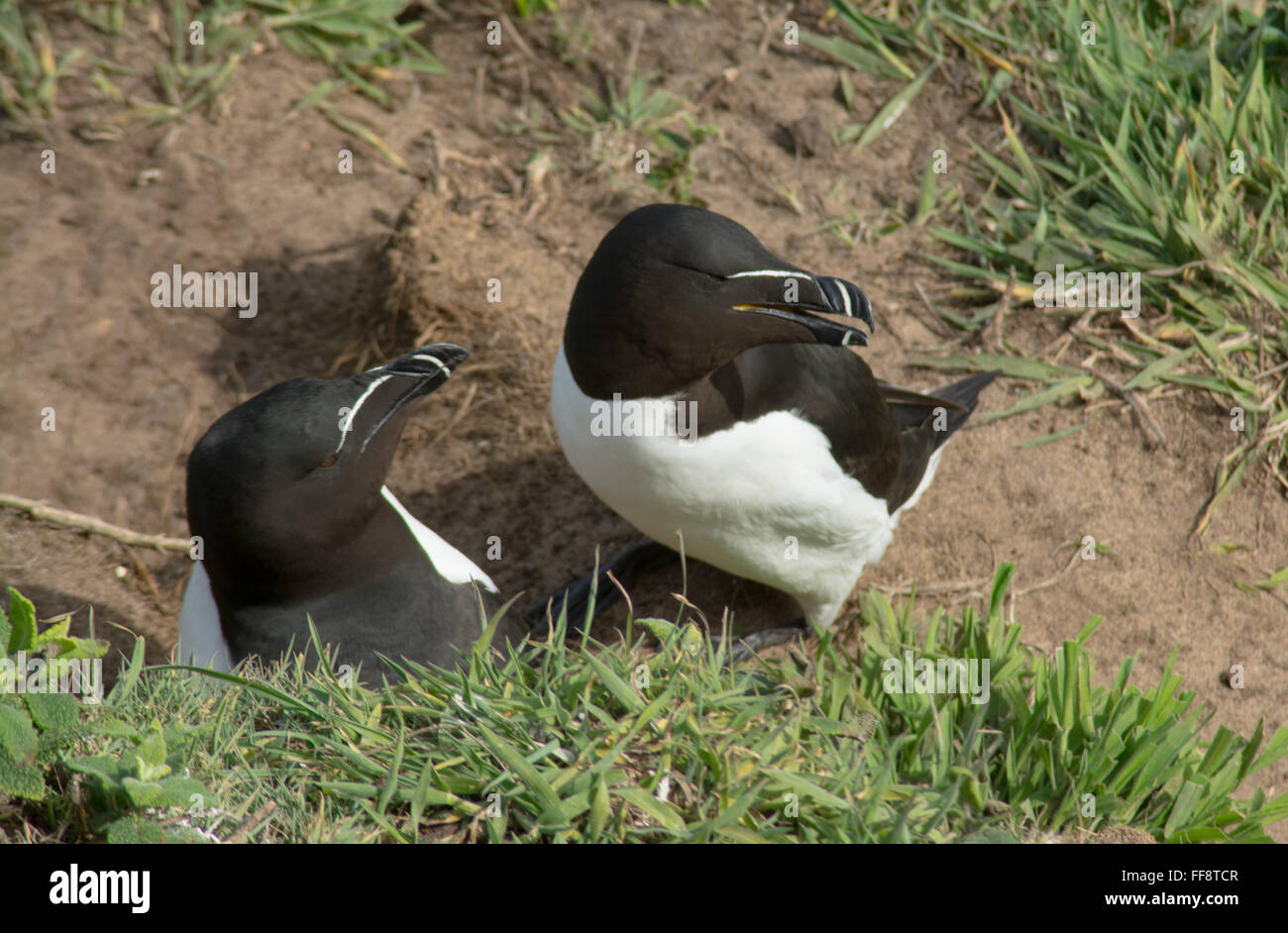 Pair of razorbills nesting on Skomer Island in Pembrokeshire, Wales, UK, during May Stock Photo