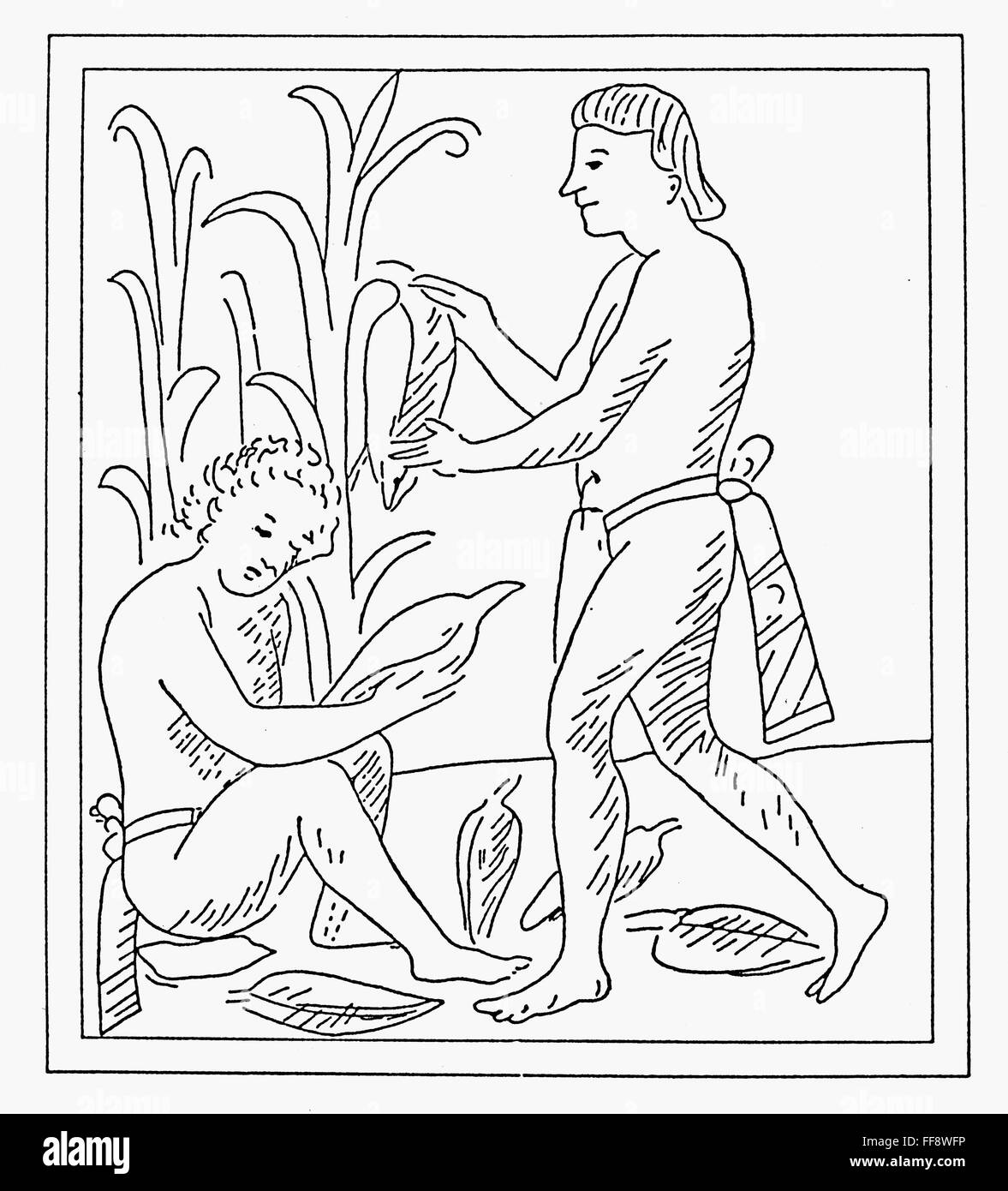 AZTEC FARMERS. /nAztec farmers harvesting the corn crop. Line drawing from the Codex Florentino