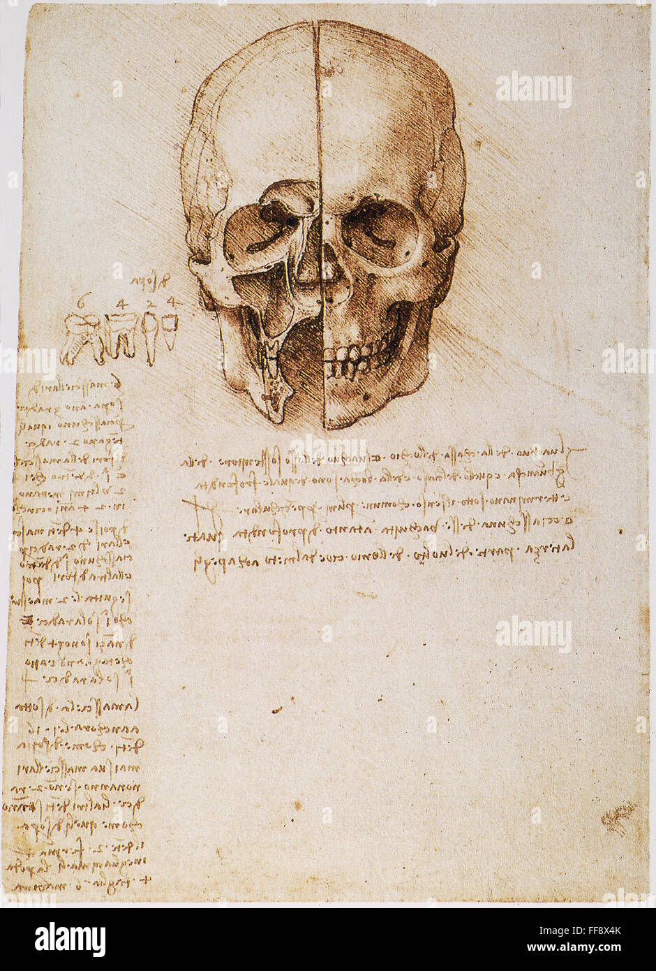 leonardo-skull-1489-npen-and-ink-study-by-leonardo-da-vinci-1489