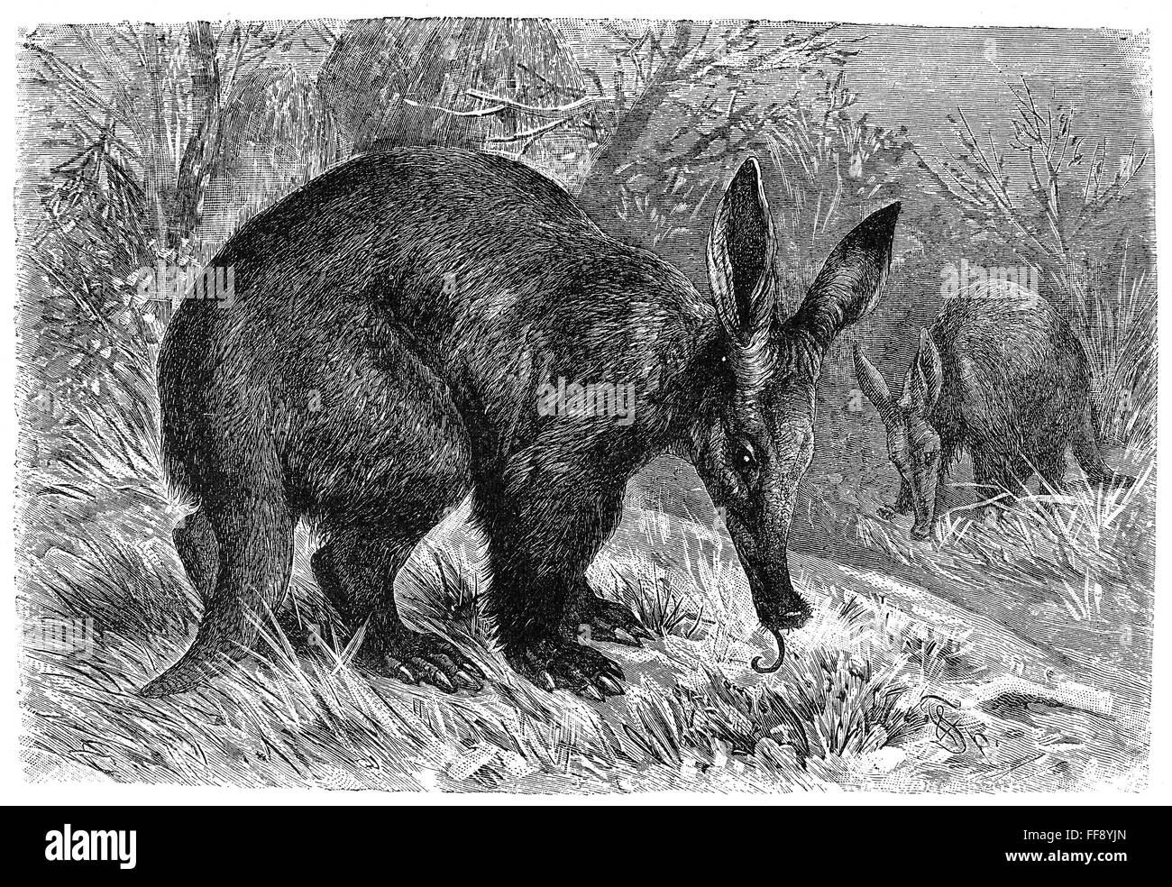 AARDVARK. /nLine engraving, late 19th century Stock Photo - Alamy