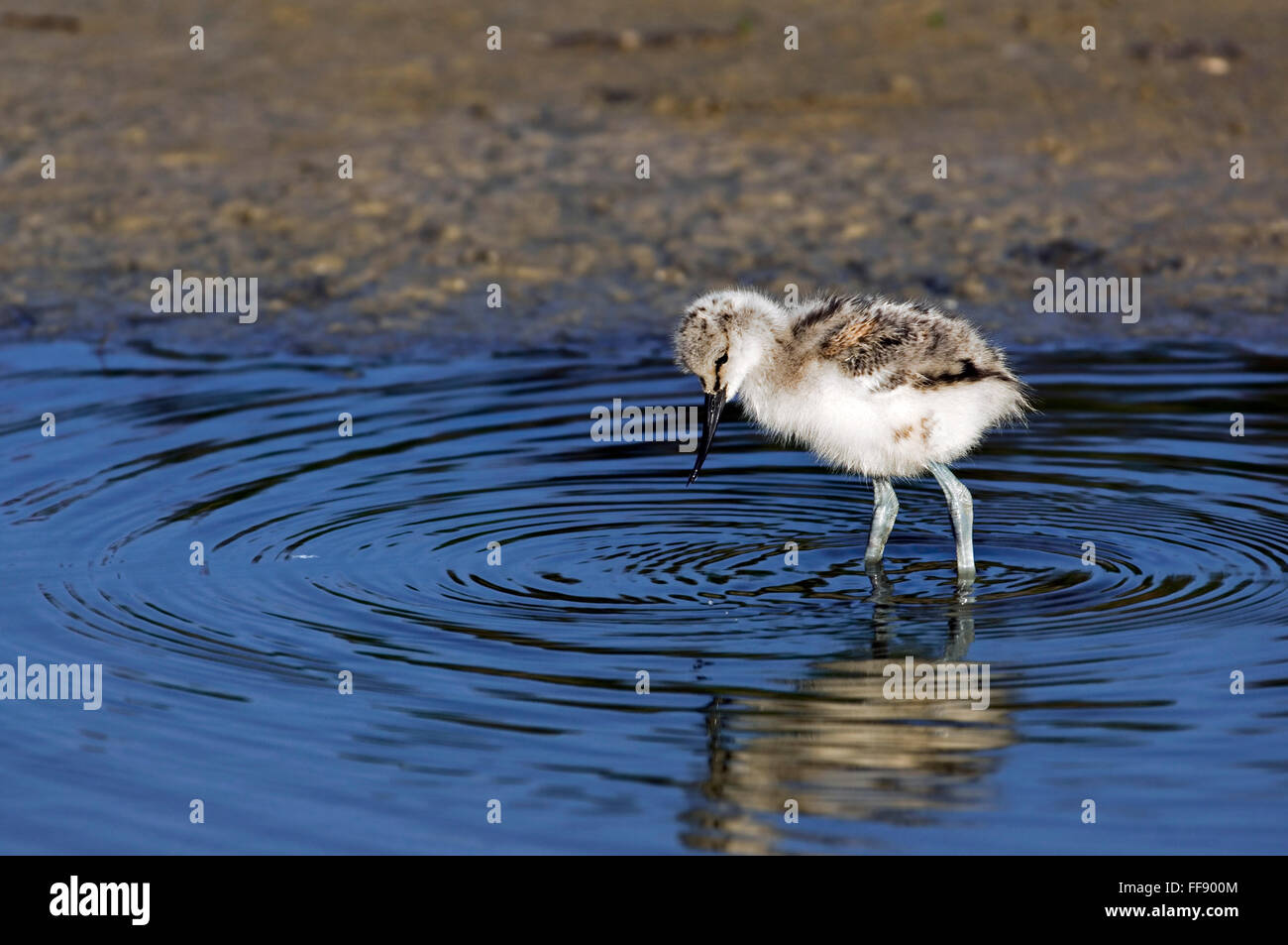 Pied avocet (Recurvirostra avosetta) chick foraging in shallow water of mud flat Stock Photo