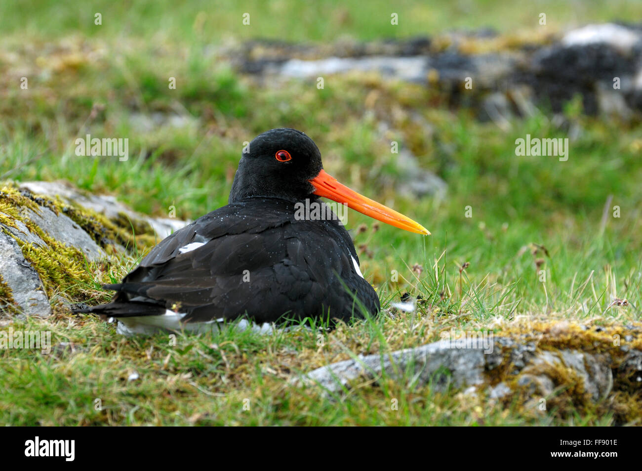 Eurasian Oystercatcher / Common Pied Oystercatcher (Haematopus
