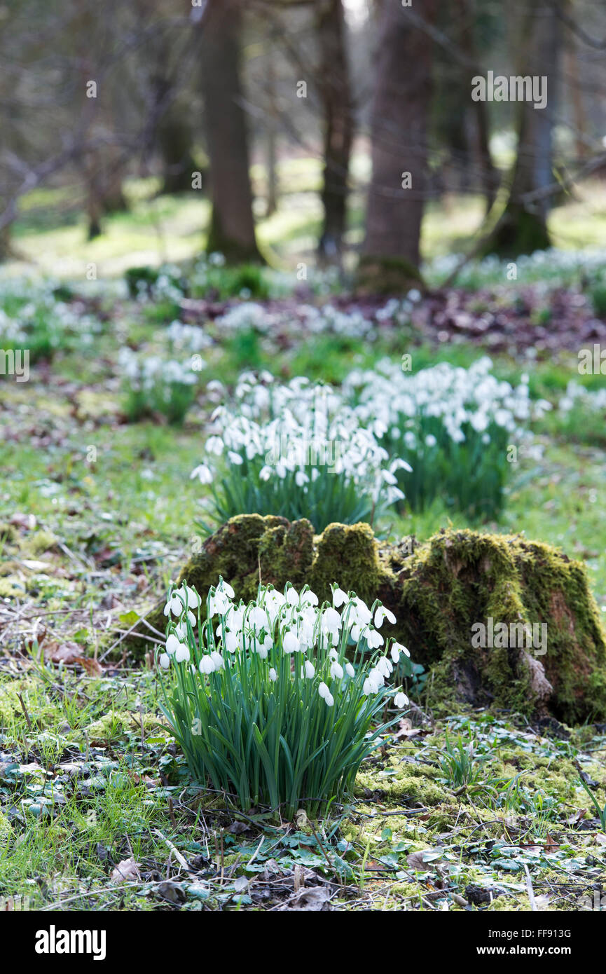 Galanthus. Snowdrops in an ancient woodland. Cotswolds, UK Stock Photo