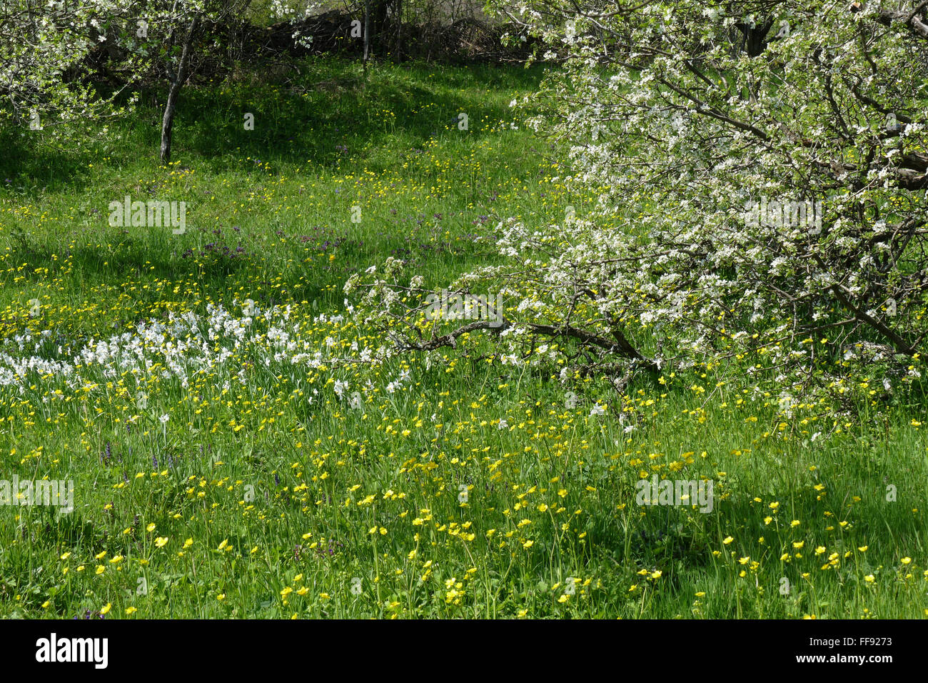 Spring garden with blooming flowers and apple trees. Stock Photo