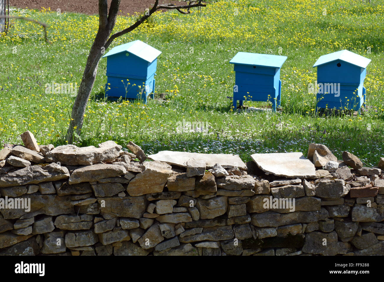 Spring garden with beehives. Stock Photo
