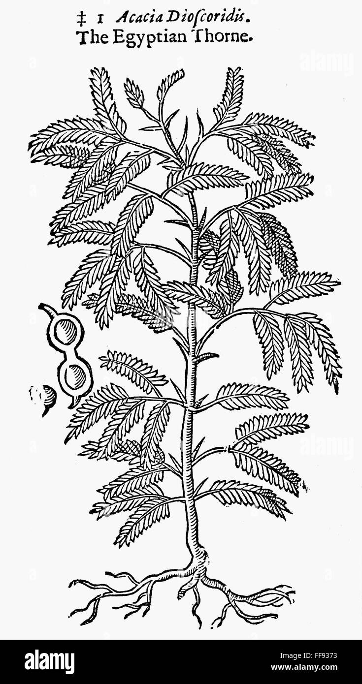 EGYPTIAN ACACIA TREE. /nAn Egyptian Acacia tree/nor thorn tree (Acacia