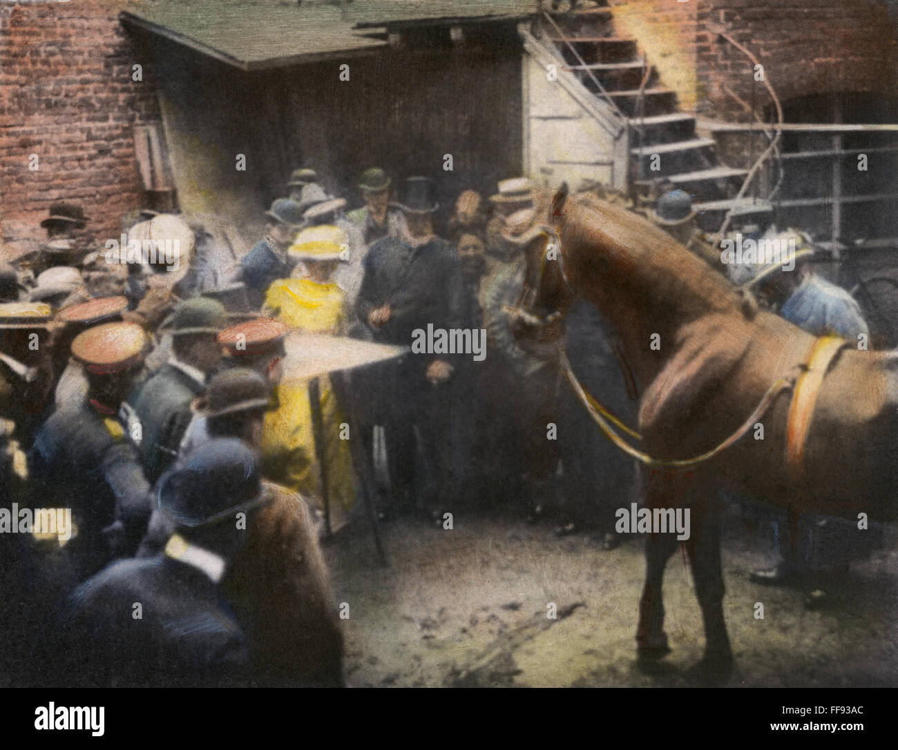 ANIMALS: CLEVER HANS, 1904. /nClever Hans, the German 'thinking horse', 'reading from a tablet' while being tested at Berlin in 1904: oil over a photograph. Stock Photo