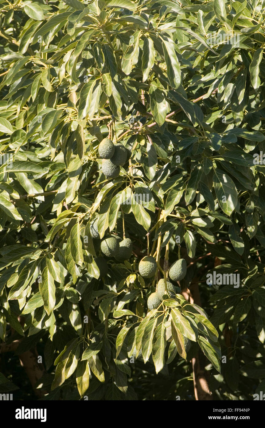 avocado avocados tree trees plat plants orchard orchards grower growing