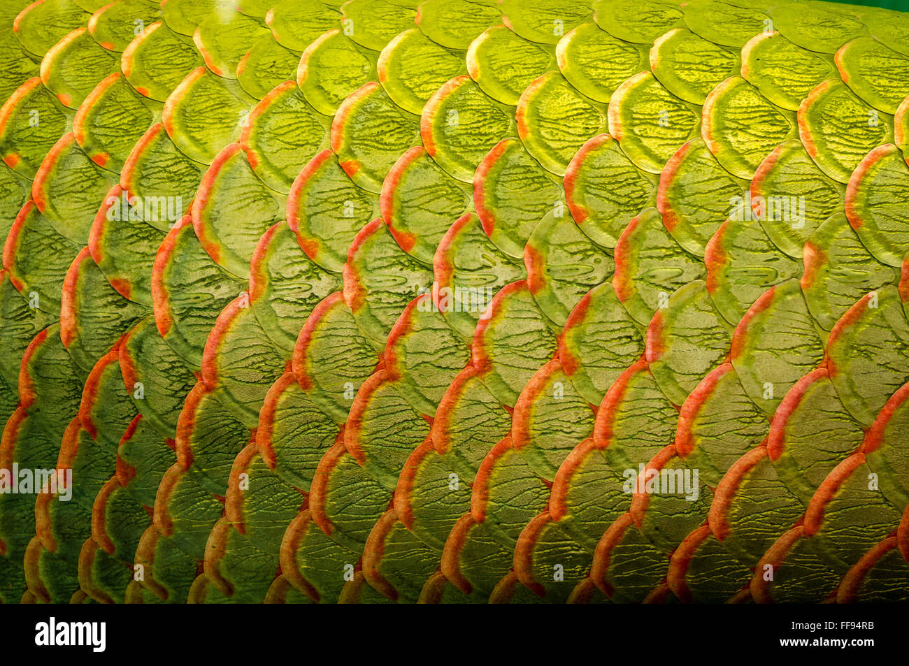 Fish scales texture hires stock photography and images Alamy