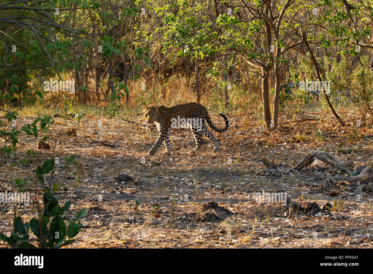 Leopards are agile and stealthy predators. They have massive skulls