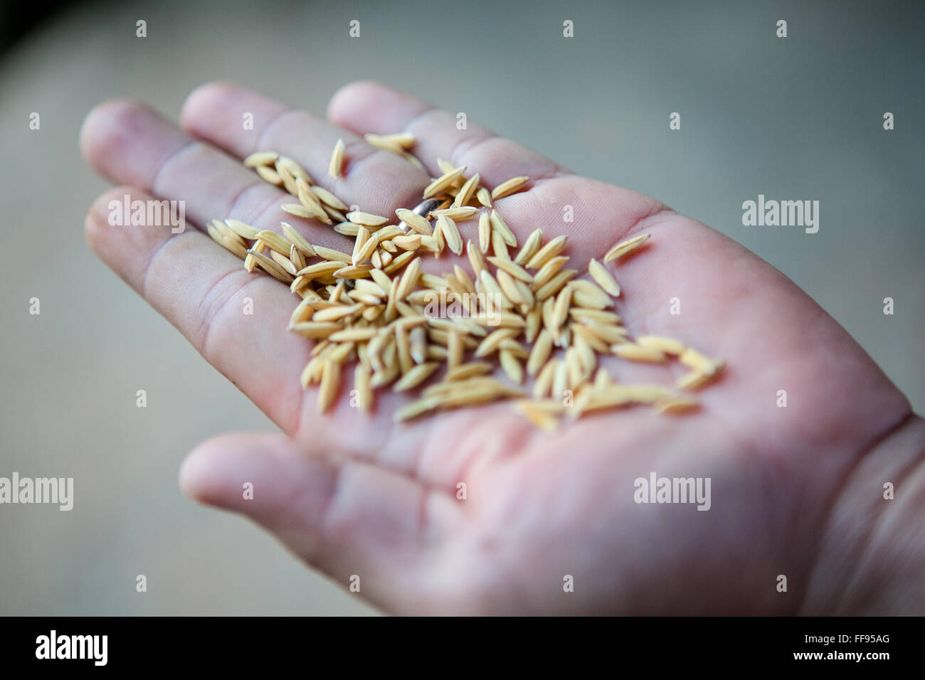 Hand holding rice grains, rice gain on palm Stock Photo