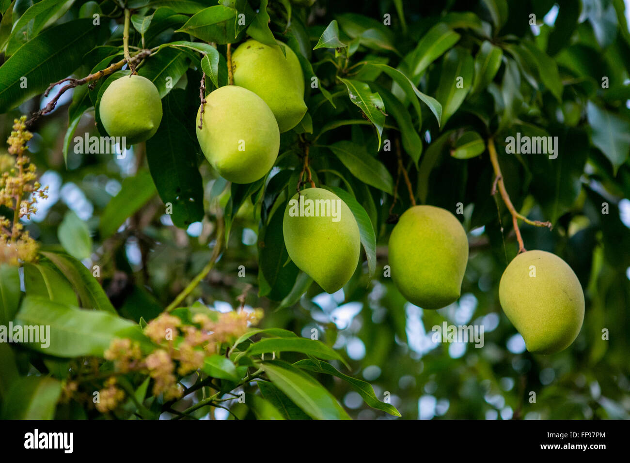 Mango fruits on a tree Stock Photo