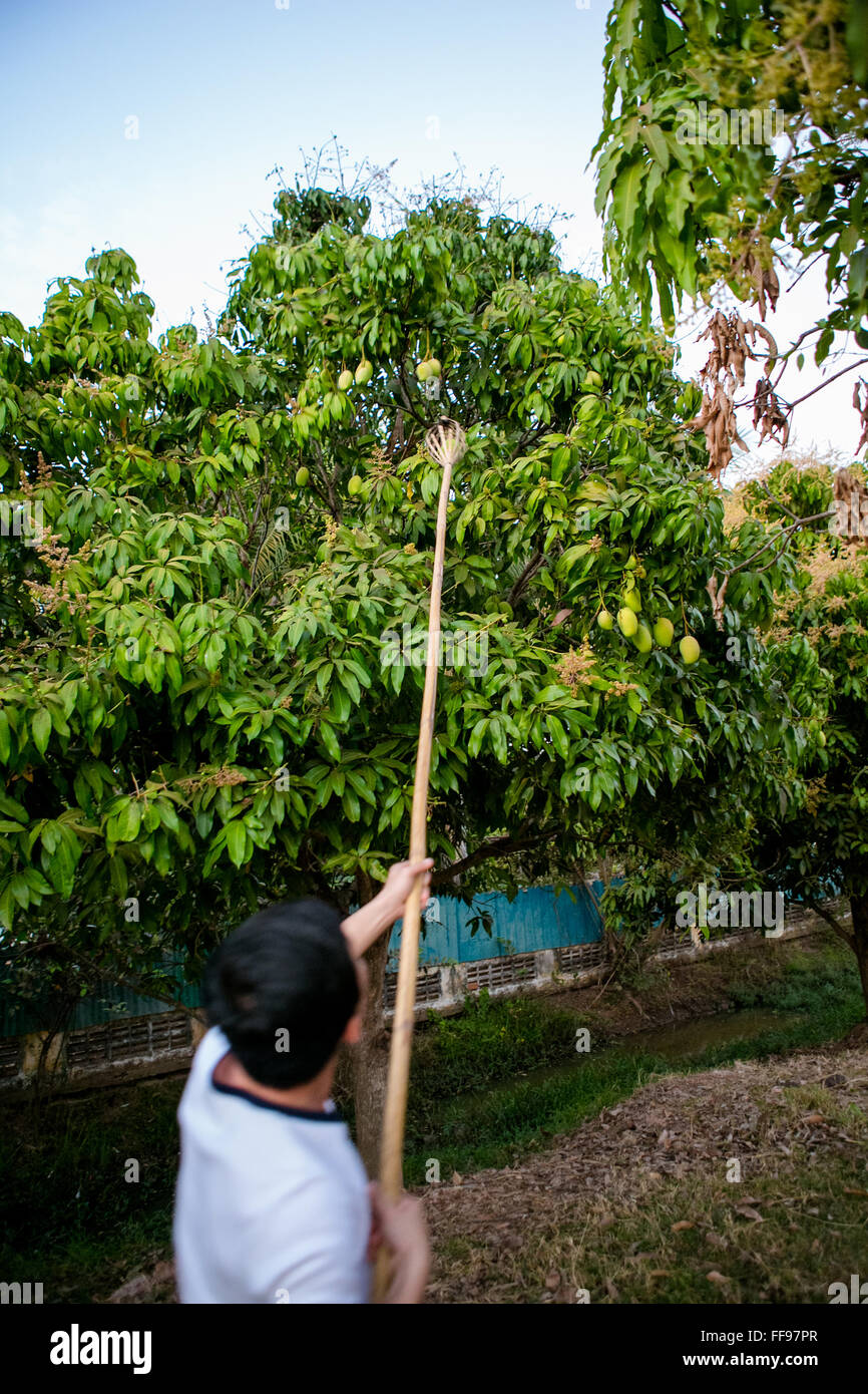 Picking mango hires stock photography and images Alamy