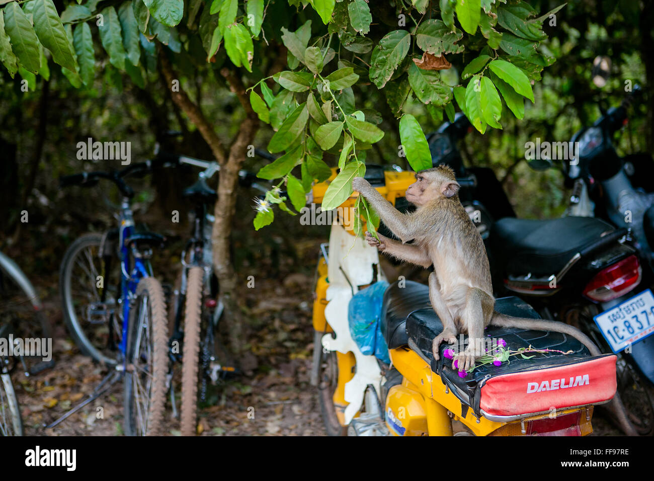Monkey on top of a motorcycle picking a leaf Stock Photo