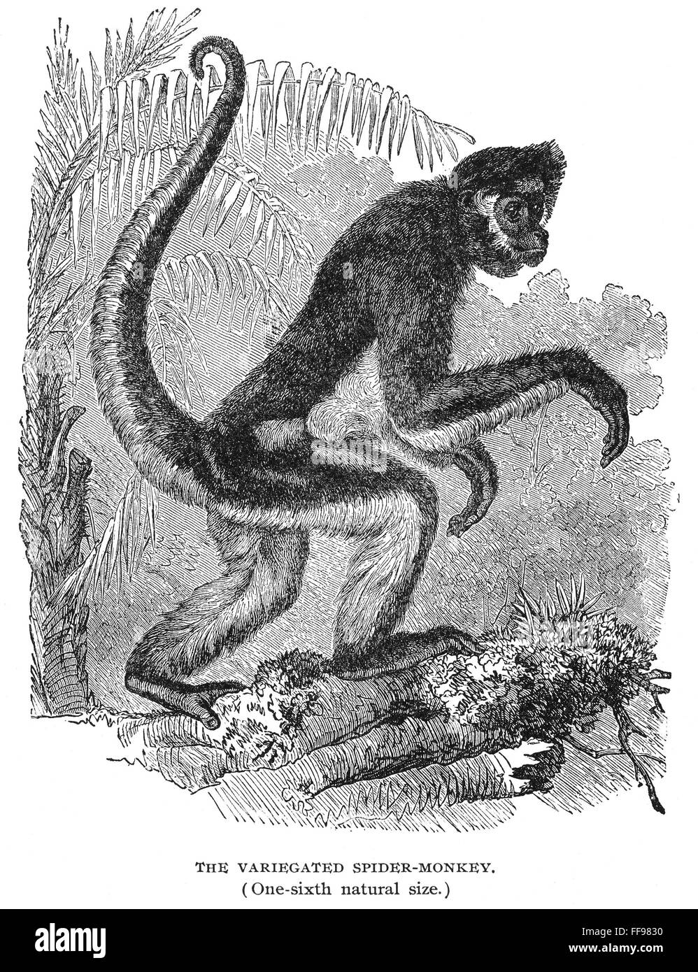 SPIDER MONKEY. /nVariegated spider monkey (Ateles variegatus), or possibly common spider monkey