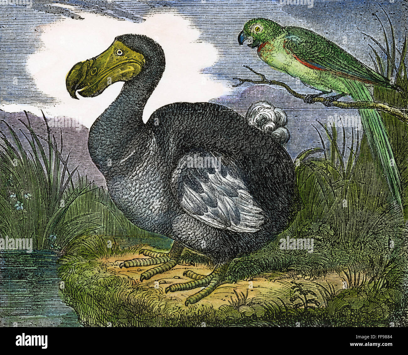 MAURITIUS DODO. /nThe Mauritius dodo (Raphus cucullatus), a now extinct flightless bird. Wood engraving, English, 1833. Stock Photo
