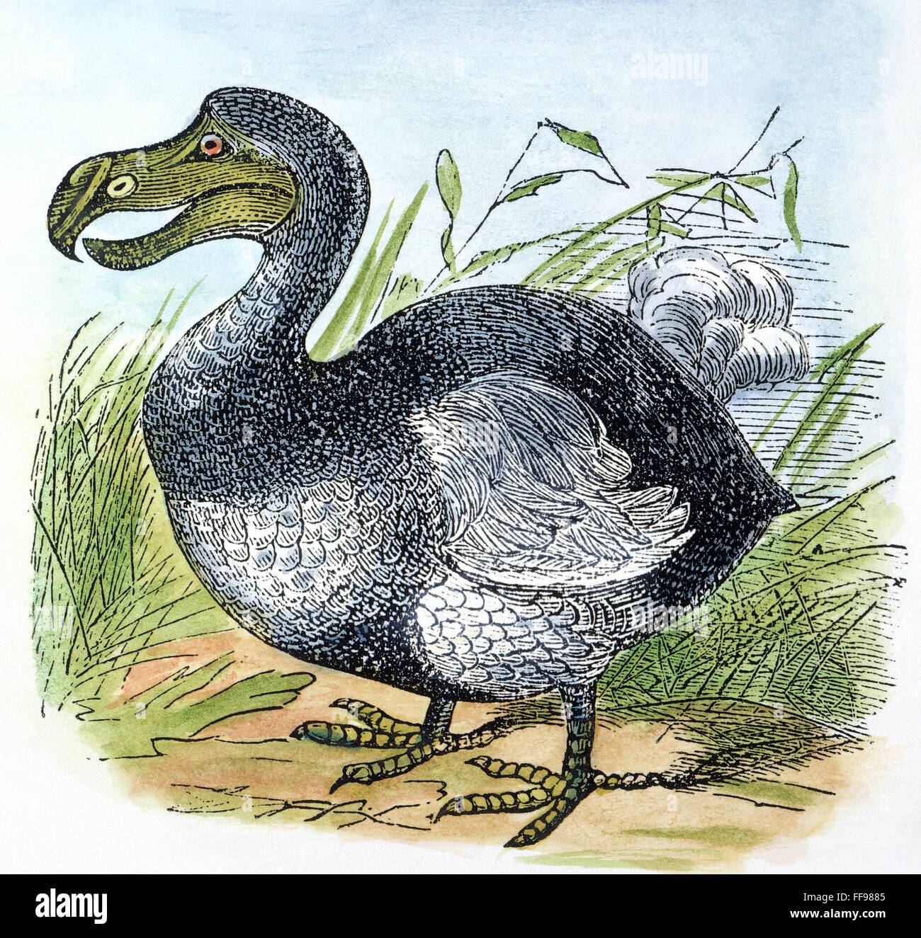 MAURITIUS DODO. /nThe Mauritius dodo (Raphus cucullatus), a now extinct flightless bird. Wood engraving, 1879. Stock Photo