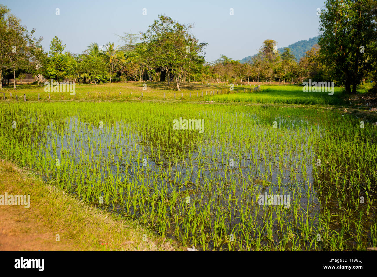 Rice field in Cambodia, Agriculture in Cambodia Stock Photo