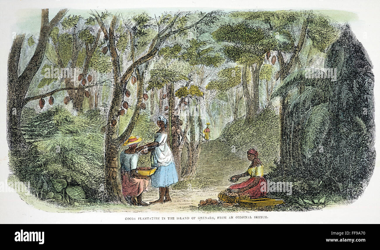 COCOA PLANTATION, 1856. /nOn the island of Grenada: wood engraving, 1856. Stock Photo