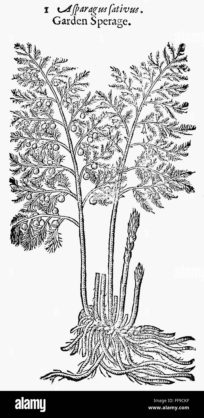 BOTANY ASPARAGUS, 1633. asparagus (Asparagus officinalis