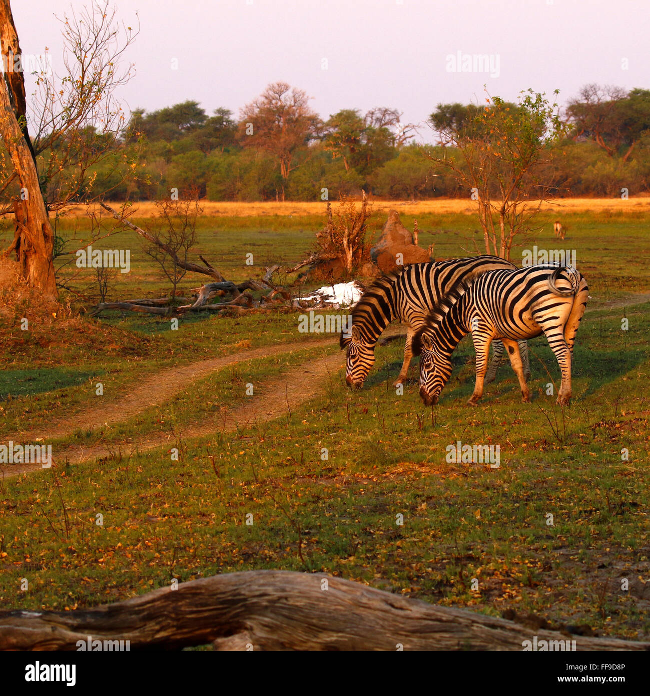 Zebras are wild African black & white striped animals who live in the ...