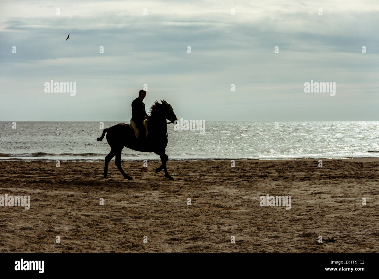 Horse riding silhouette at the beach in a clear golden hour Stock Photo ...