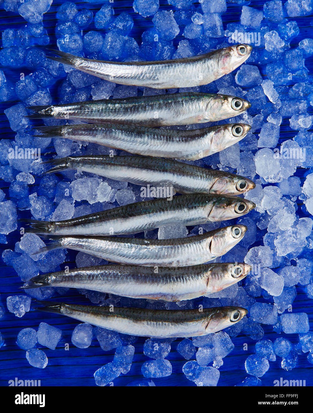 Анчоусы 3. Европейский анчоус. Анчоус черноморский. Японский анчоус. Анчоус рыба.