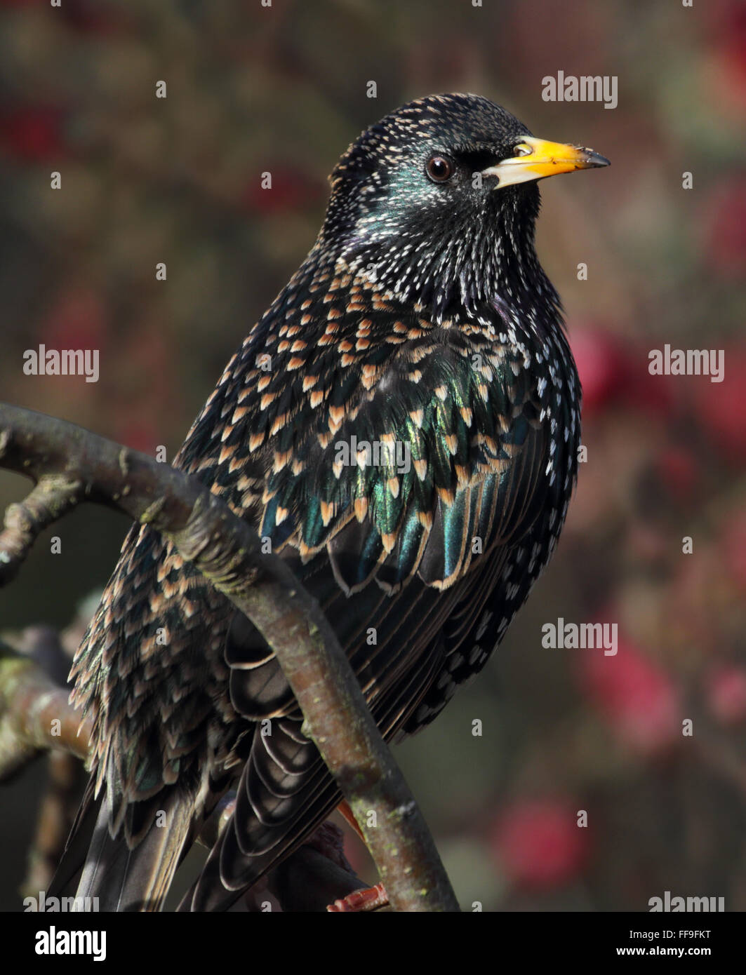European Starling (sturnus vulgaris) Stock Photo