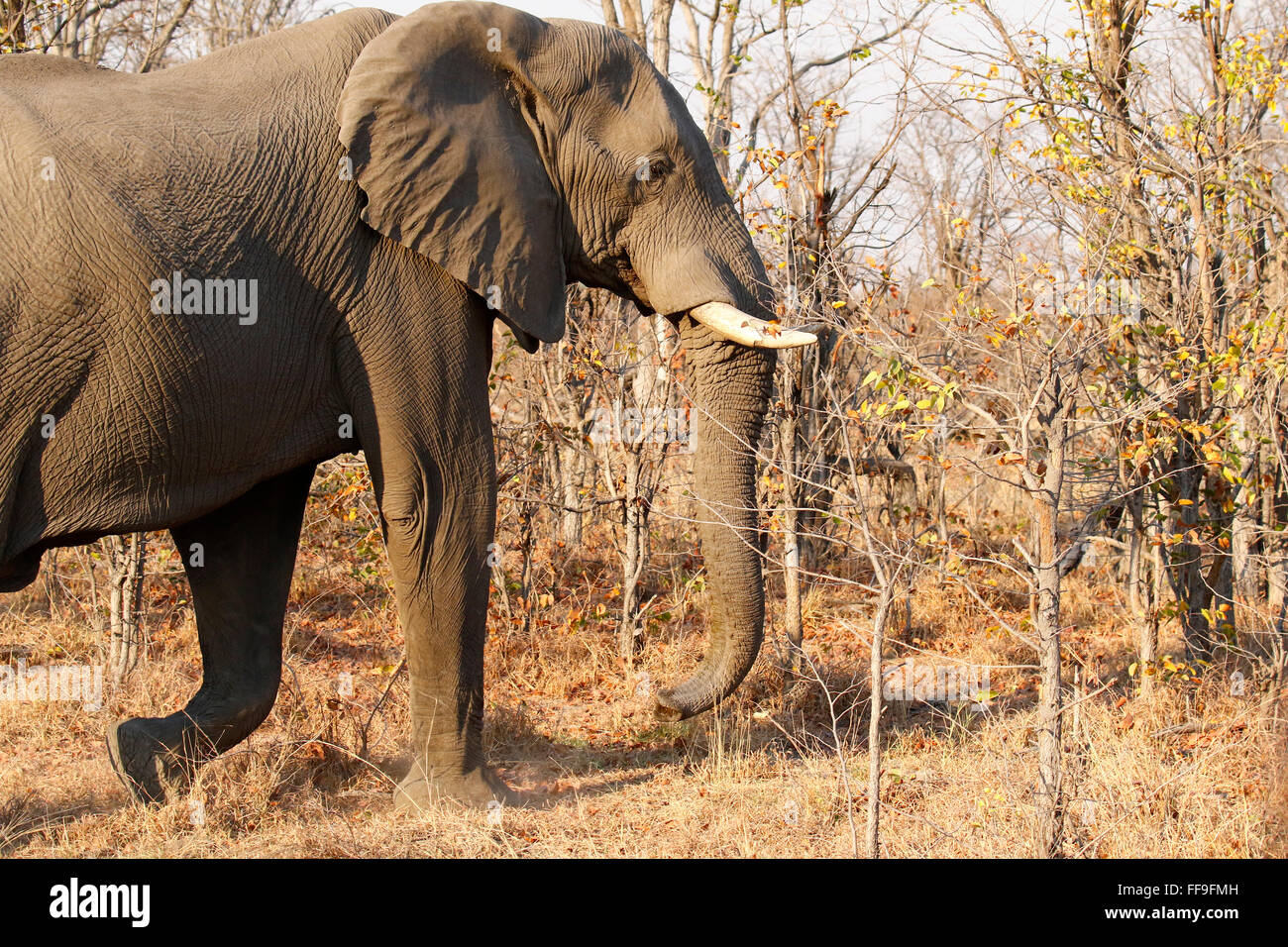 Both male and female African elephants have tusks. Tusks grow for most