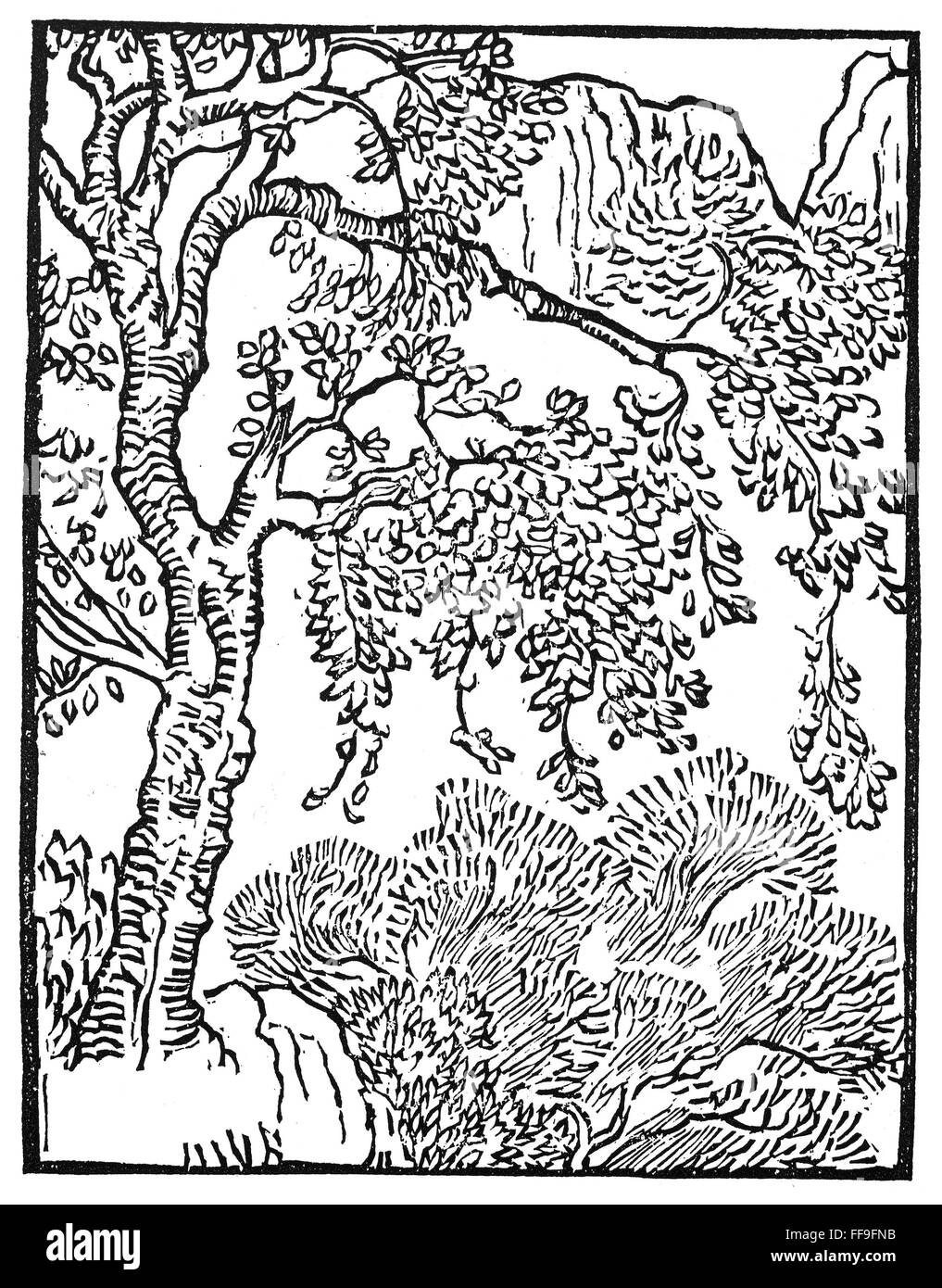 A WOODED MOUNTAIN SCENE. /nWoodcut by Aristide Maillol, c1913, for ...