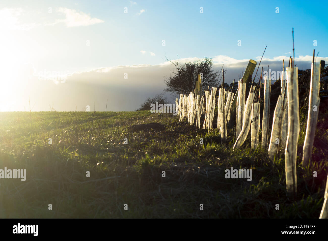 Newly planted hedge in English countryside. A rural scene with sunlight