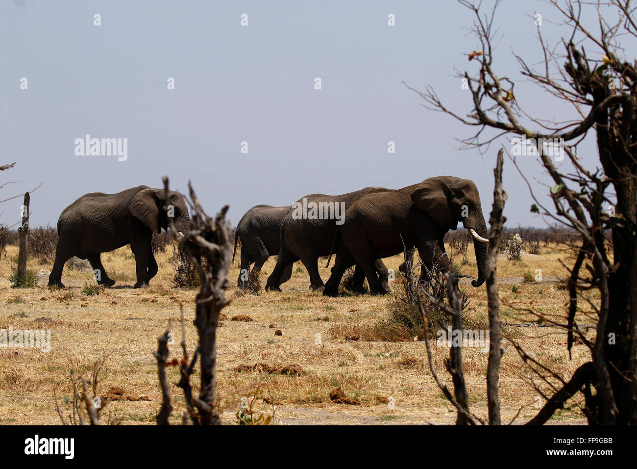 Both male and female African elephants have tusks. Tusks grow for most of their lifetime, an