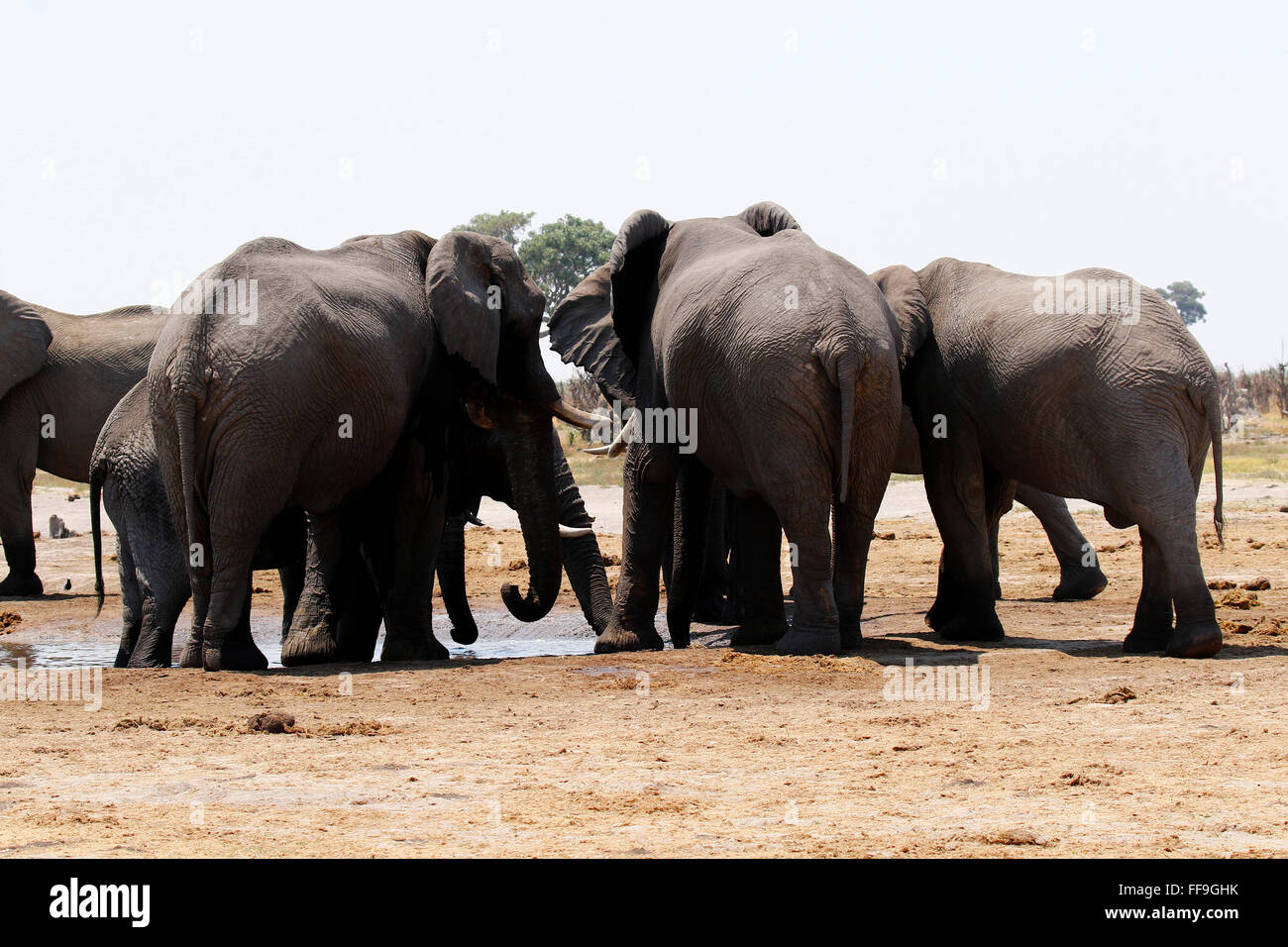 Both male and female African elephants have tusks. Tusks grow for most of their lifetime, an