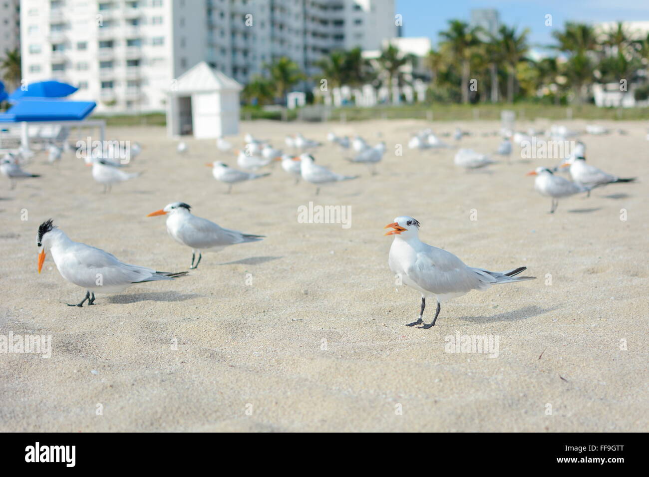 a lot of seagulls on the beach in Miami Stock Photo