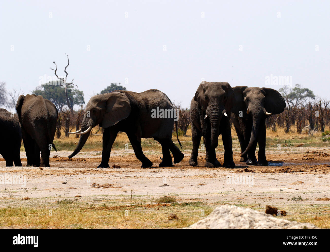 Both male and female African elephants have tusks. Tusks grow for most of their lifetime, an