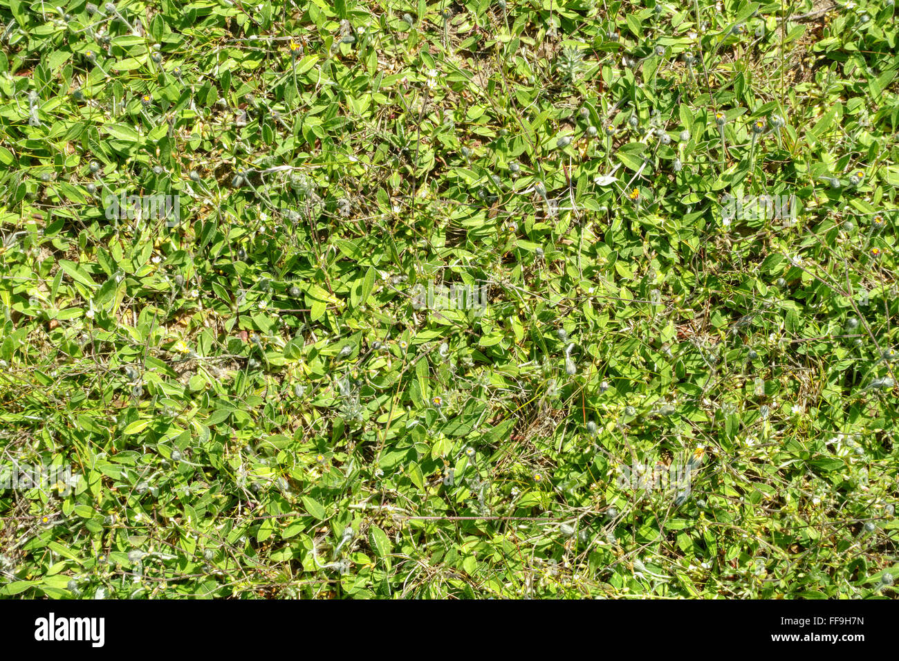 Green ground cover small leaves hi-res stock photography and images - Alamy