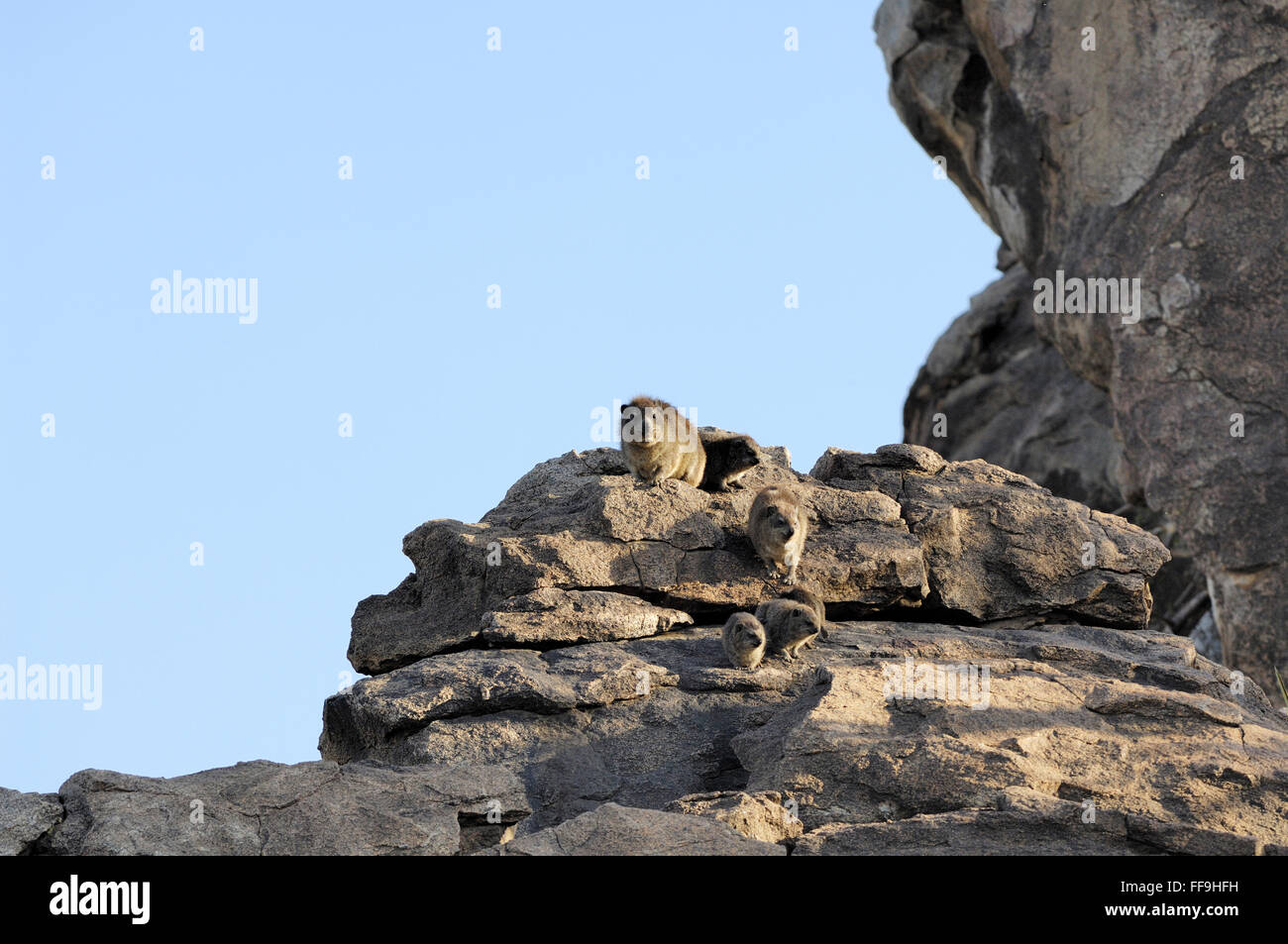Rock hyrax at Olduvai Camp Stock Photo